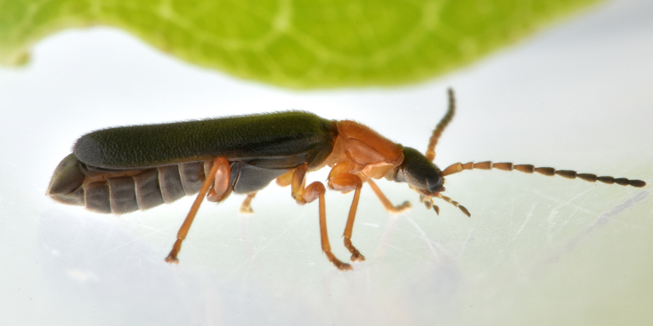 Cantharidae: Cratosilis sicula